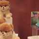 You Can Buy Boo, the Internet's Cutest Dog